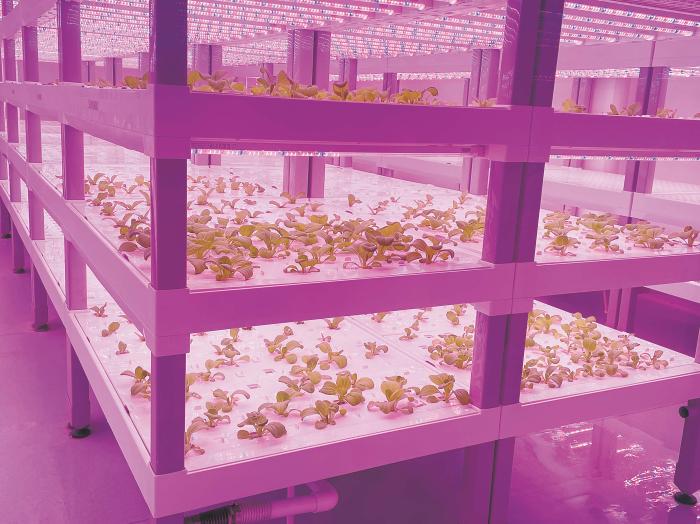 在物美植物工廠里，通過LED燈的照射，蔬菜散發(fā)勃勃生機。受訪者供圖